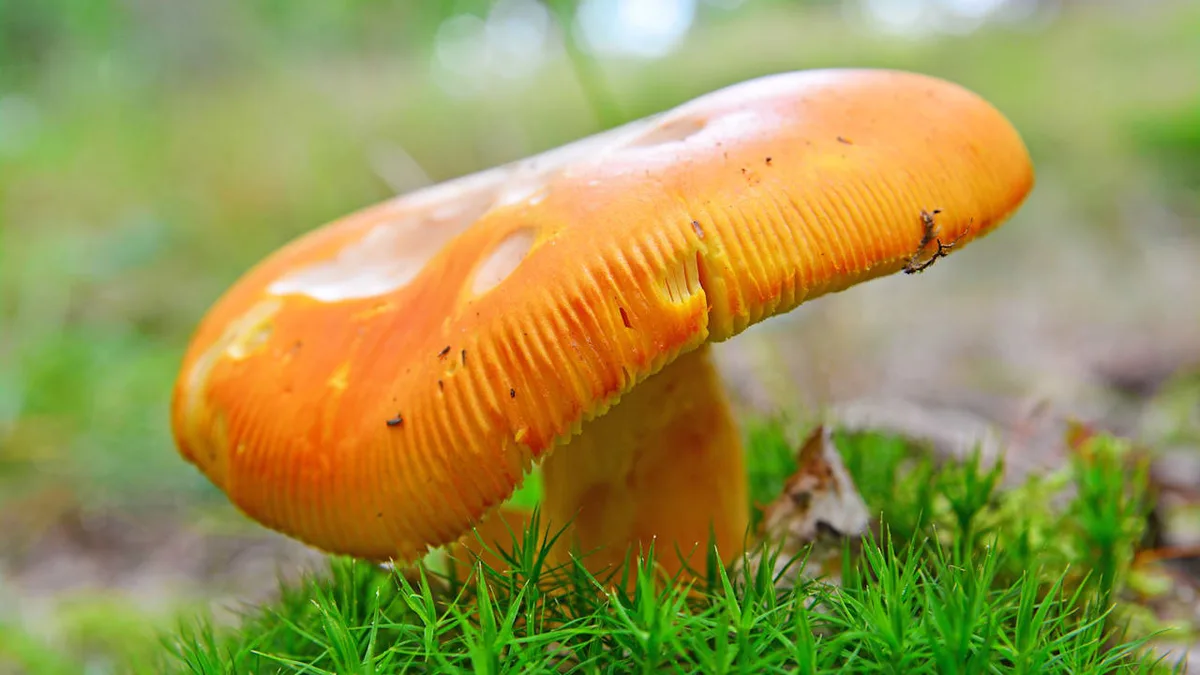 Laut Naturschutzgesetz - Diese Pilze dürfen Sie nicht sammeln