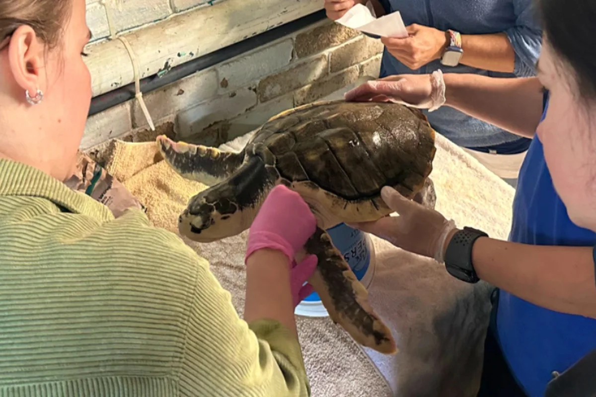 Tartaruga é resgatada em estado grave após nadar por mais de 8 mil km