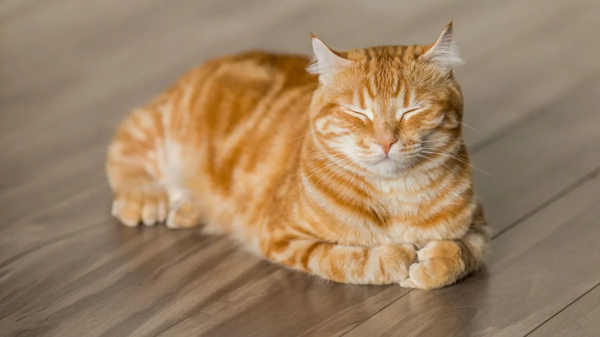 Los veterinarios coinciden: los gatos pueden asumir roles dominantes cuando perciben que no hay suficientes recursos
