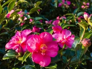 C’est le moment de planter les camélias au jardin : nos conseils pour réussir à tous les coups