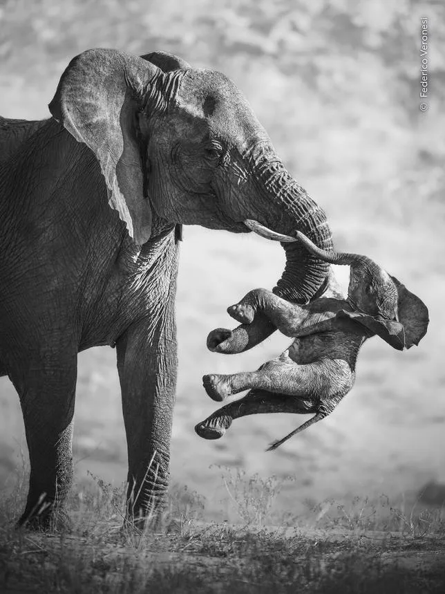 Une éléphante et son bébé mort, la photo animalière de l’année est d’“une tristesse déchirante”