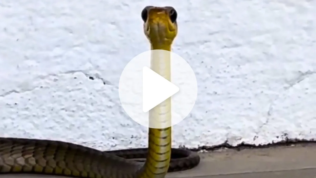 Vanessa da Mata se diverte com cobra ‘cabeça de avestruz’ em SC: ‘Uma fofura da tia’