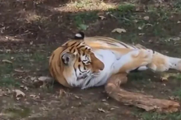 Man mauled by tiger asked couple to take photo of him before entering enclosure