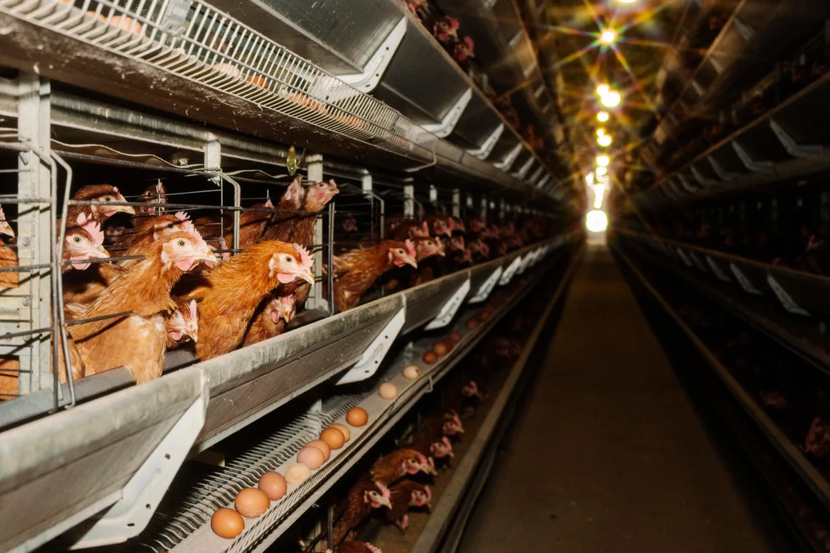 Cage-free eggs are likely worse for the climate. The answer isn’t to switch back to caged ones.