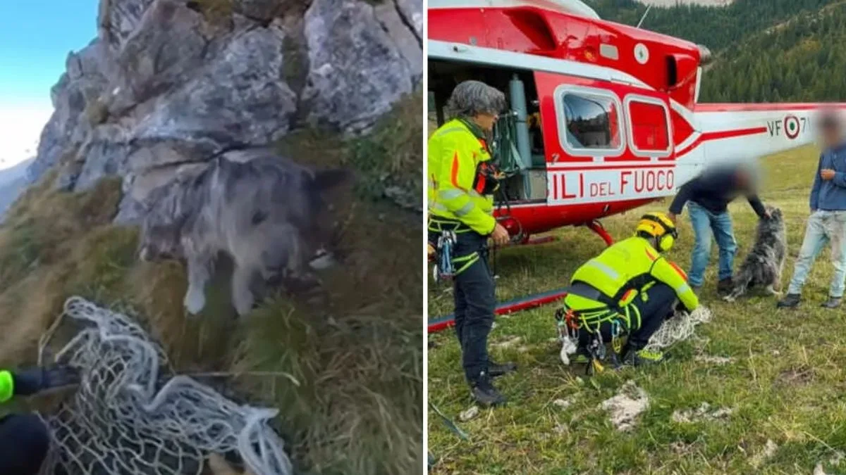 Cão fica preso em rochas a 2,6 mil metros de altitude, é localizado por youtuber com drone durante gravação para canal e resgatado por bombeiros em helicóptero