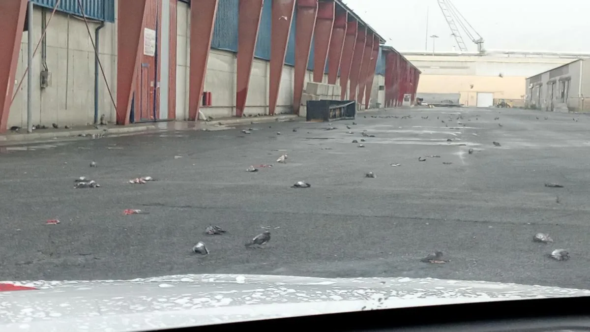 La granizada en Tarragona deja un centenar de palomas muertas