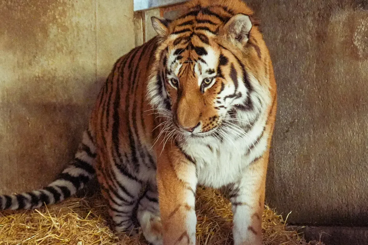 Tiger who attacked man in Yorkshire enclosure ‘was endangered species who had joined from zoo in Norway last year’
