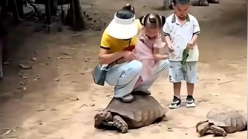 Tierquälerei im Zoo - Mutter und Kind reiten auf Schildkröte