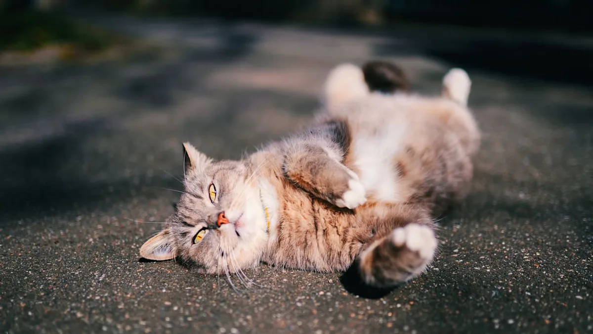 Studie überrascht - Kann eine Freigängerkatze zur Wohnungskatze werden?