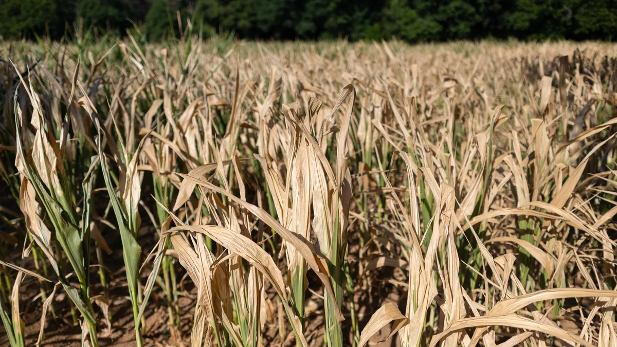 Plus besoin d'un expert et une indemnisation "extrêmement rapide": l'assurance paramétrique, une couverture automatisée contre les dégâts climatiques (mais aux tarifs bien plus onéreux)