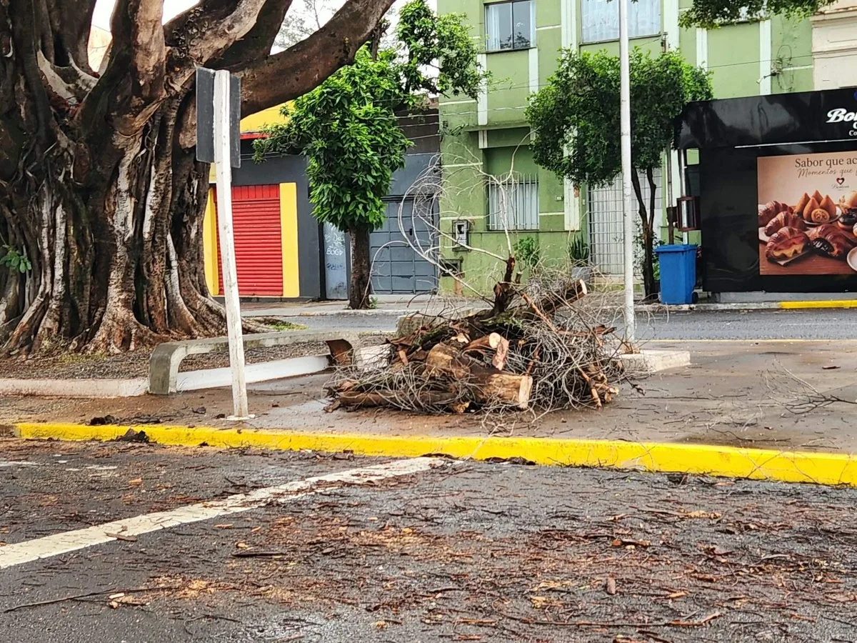 Após 4ª queda de galho na Mato Grosso, moradores temem acidente com figueira
