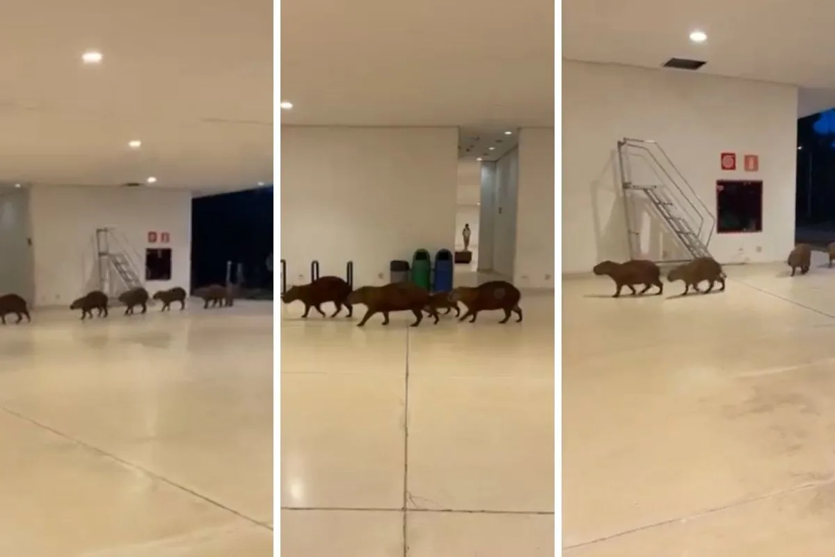 VÍDEO: grupo de capivaras passeia pela Cidade Administrativa, sede do governo de Minas, em BH