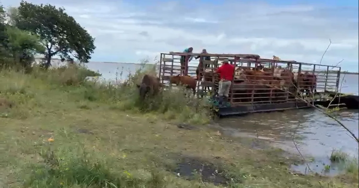 “Están totalmente desesperados”: la odisea de los productores para sacar más de 60.000 animales de las islas por la crecida del Paraná
