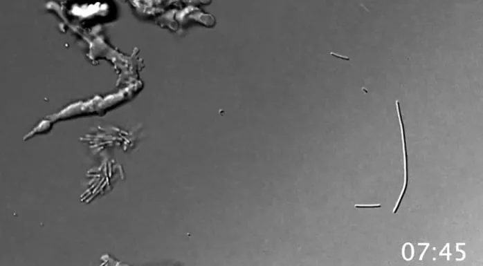 Una “ameba de fuego” resiste temperaturas extremas y sorprende a la NASA: qué revela sobre la vida en otros planetas