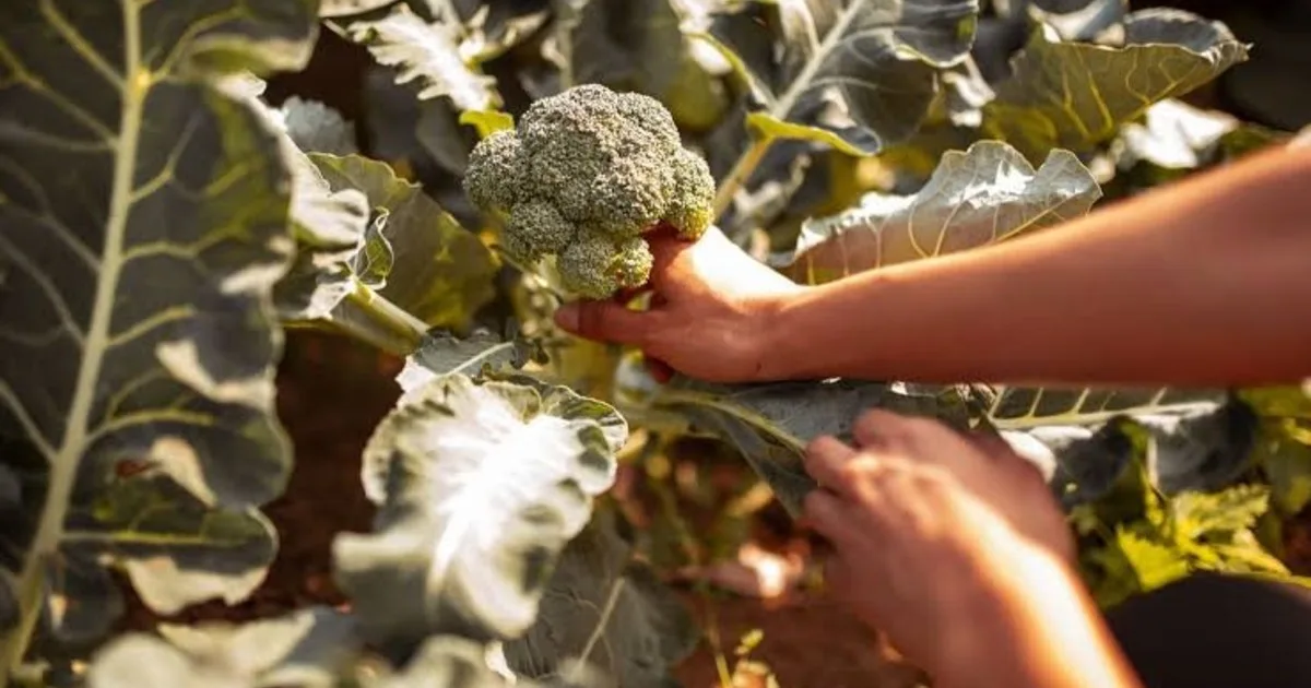 Cómo cultivar brócoli en casa: cuánto tarda en crecer y la señal que indica cuándo cosecharlo