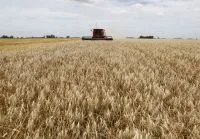 Área de milho na Argentina deve ficar estável em 2026/27