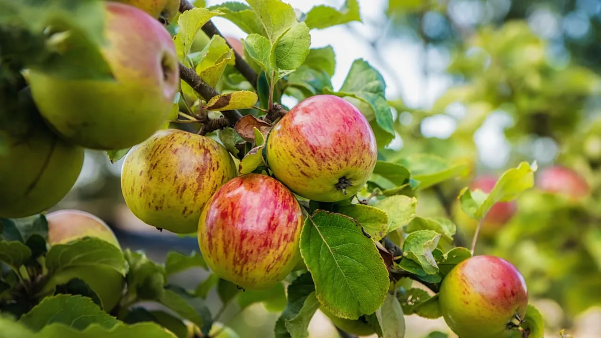 Probleme im Obstgarten - Sind die Äpfel in diesem Jahr wirklich kleiner?