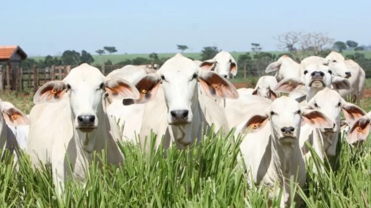 Novo modelo de contribuição ao Fundesa-RS: veja o que muda para o produtor