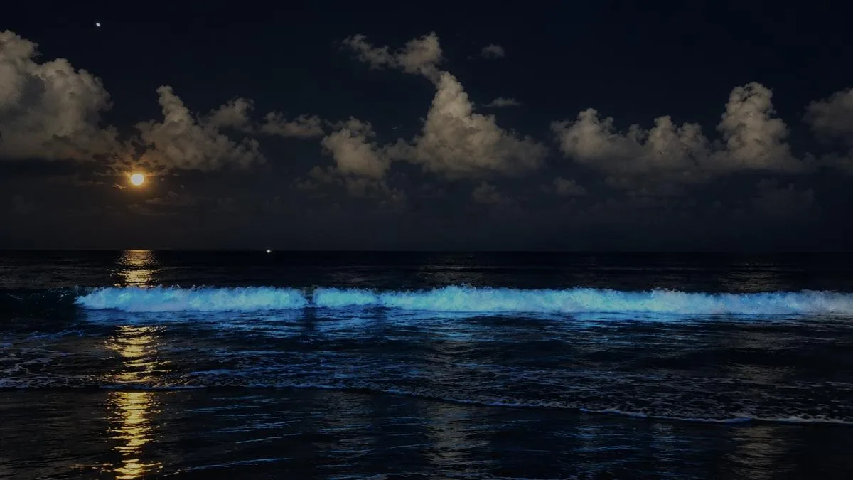 Bioluminescence lights up beaches along Chennai’s coast