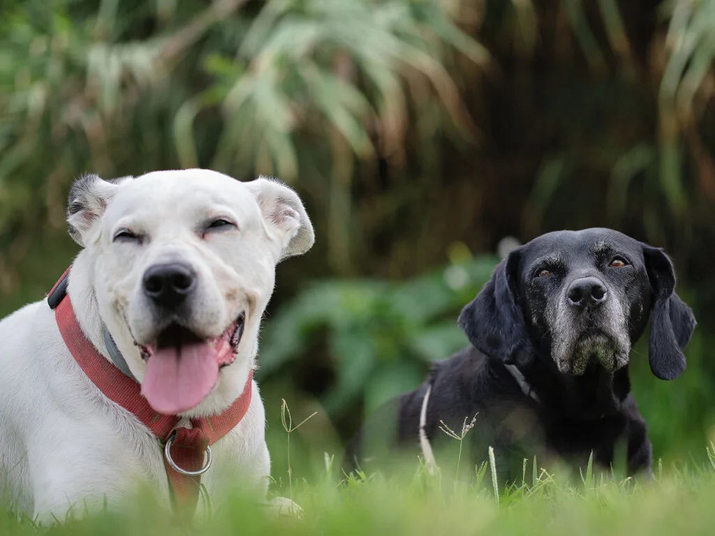 Nos dijeron que un año de perro son siete humanos. La ciencia demuestra que es mucho más complicado