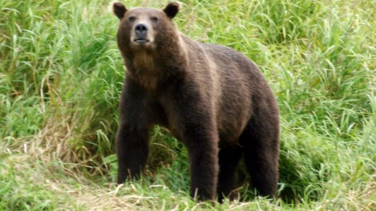 Russland: Fünf Bären nach Tod von Camperin erschossen