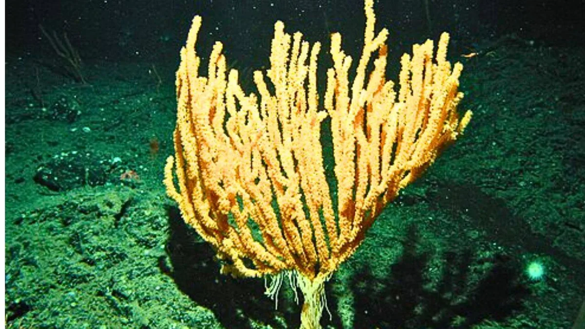 Scientists discover a bamboo coral forest nearly 1,400 metres below the surface