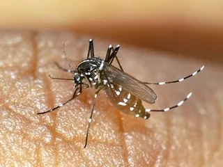 Une alerte à la dengue déclenche une vaste opération de désinfection de tout un quartier en Maine-et-Loire
