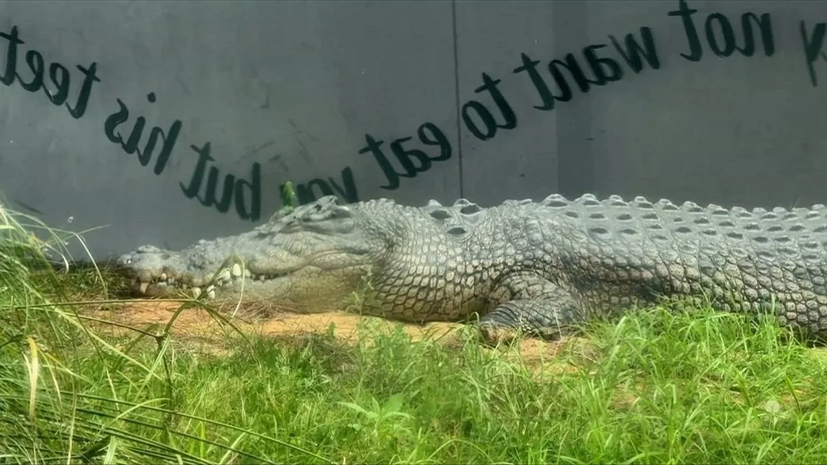 Teenager appears in court accused of attacking crocodile at Perth Zoo