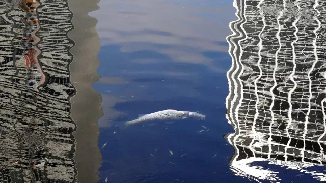 Falta de oxigénio na água causa morte de peixes na ribeira de Alcantarilha