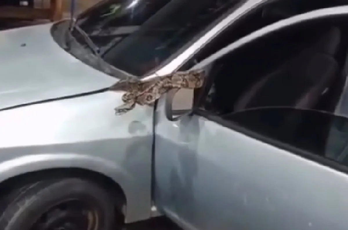 VÍDEO: Cobra escondida no capô do carro surpreende motorista em Campos