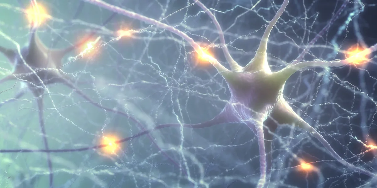 Cinco hábitos sencillos para regenerar las neuronas