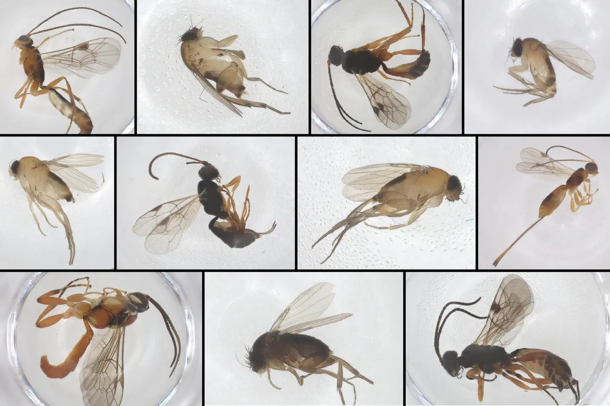 We think we just discovered some new species living in New York City