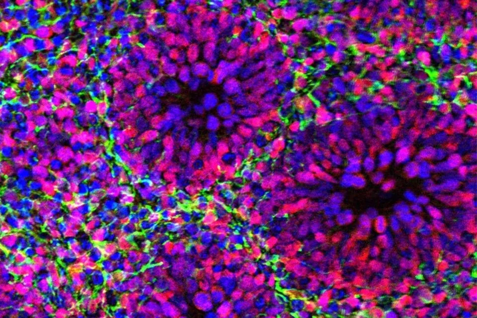 El "reloj" interno de las células cerebrales que sorprendió a investigadores de Harvard