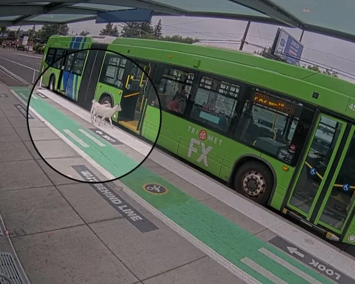 Baa-by's day out: two goats try to take the bus in Portland – video