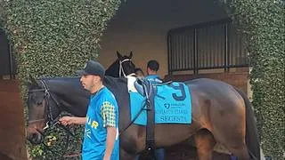 Javier Castellano reta a las pupilas de Chad Brown en el Ballston Spa Stakes (G2)