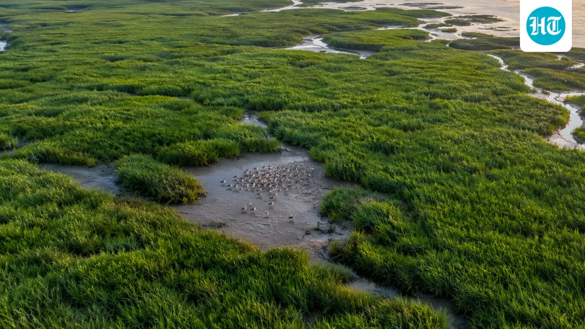 In 1979, China introduced smooth cordgrass to create coastal land; it now covers about 68,000 hectares and reduces feeding space for shorebirds