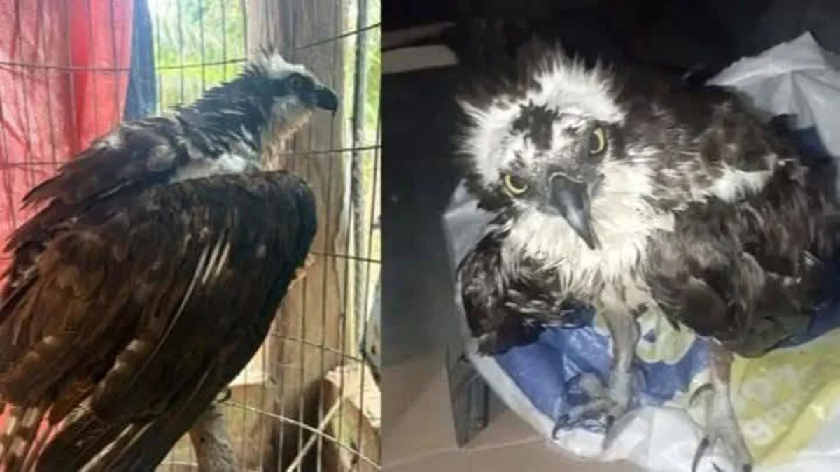Encuentran atrapada en una red en Bolivia a un águila pescadora que migró desde Estados Unidos