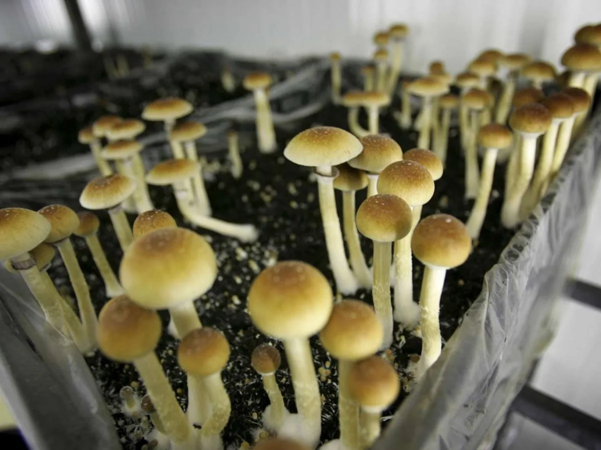 La psilocybine contre les neuropathies dégénératives
