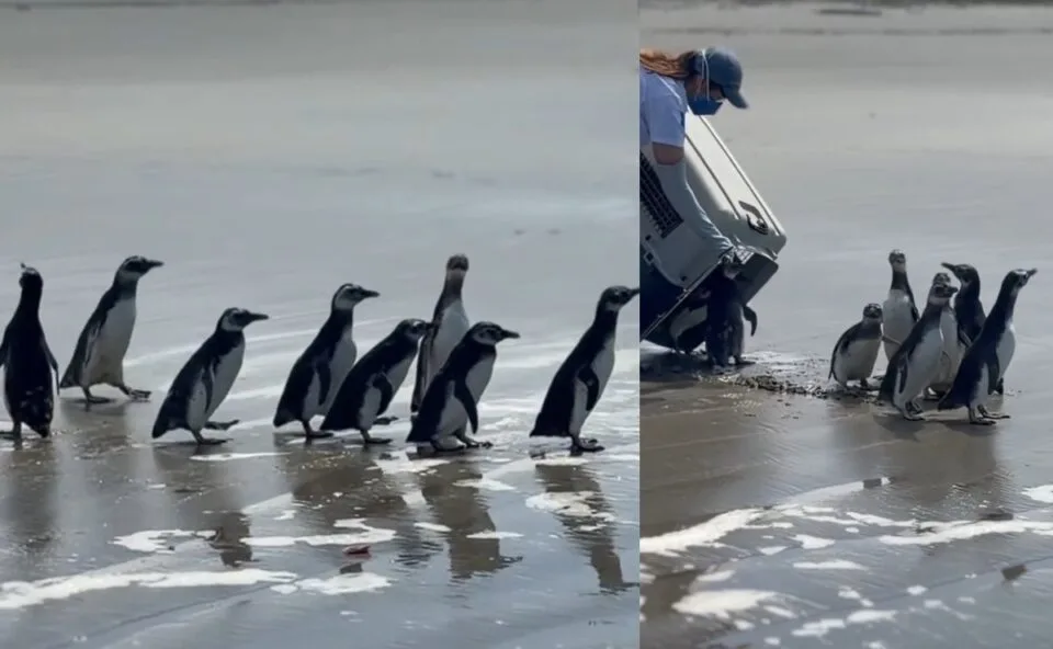 Final feliz! Oito pinguins-de-Magalhães são reabilitados e voltam ao mar no Litoral do Paraná; veja vídeo