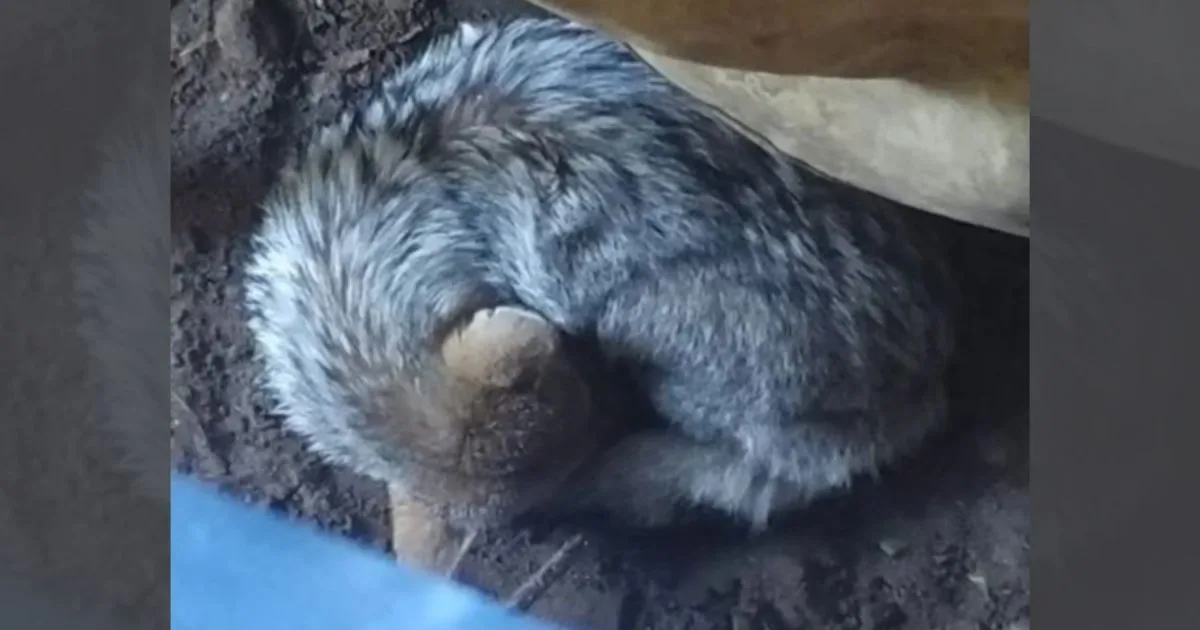 Sorpresivo hallazgo en Ostende: rescataron a un zorro silvestre atrapado en un patio de casa
