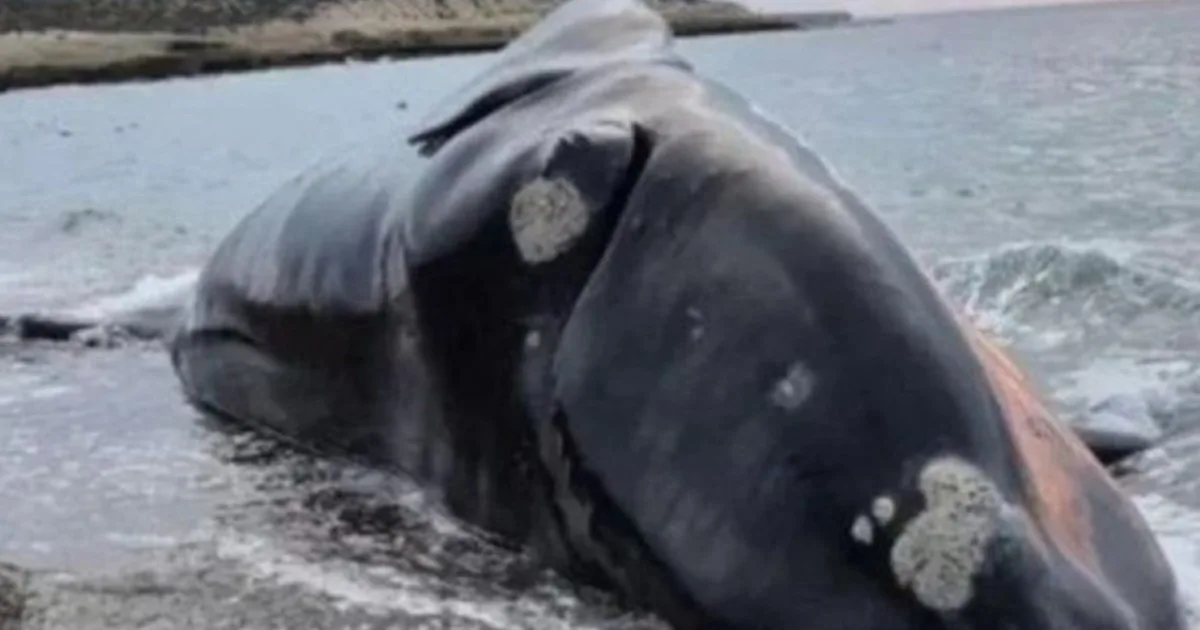 Alarma en Puerto Madryn: aparecieron cinco ballenas muertas en las últimas 48 horas y podría superarse el récord anual