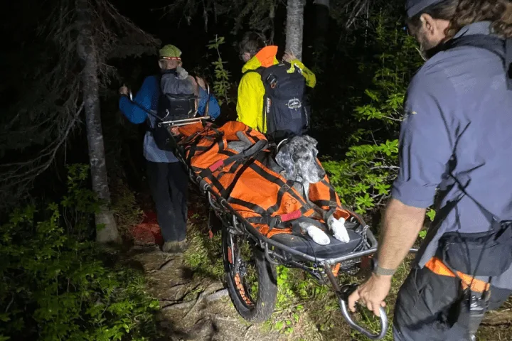 Great Dane stretchered off mountain near Revelstoke, B.C., in unusual rescue