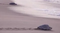 Mass nesting brings swarms of turtles to Mexican beach