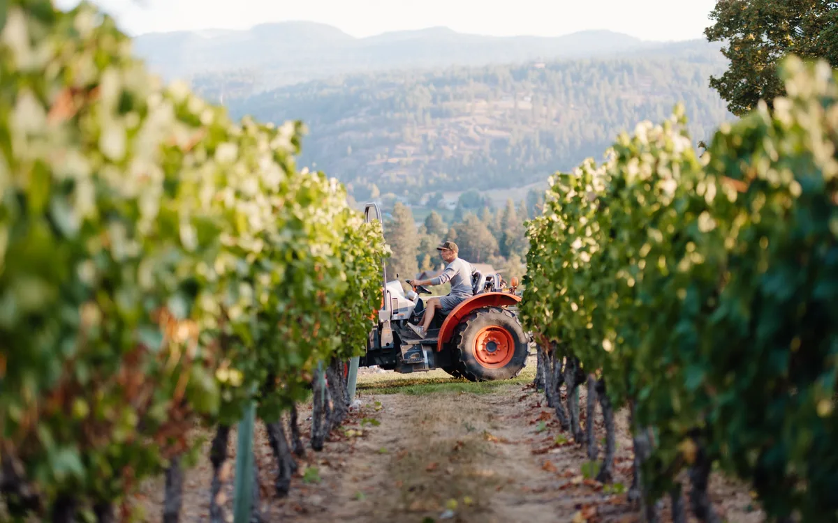 In the aftermath of the Okanagan wildfire, winemakers are harvesting grapes with caution