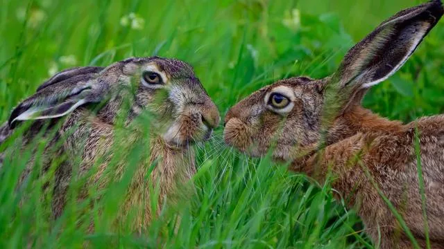 Kurioser Polizeieinsatz: Rammelnde Hasen für Einbrecher gehalten