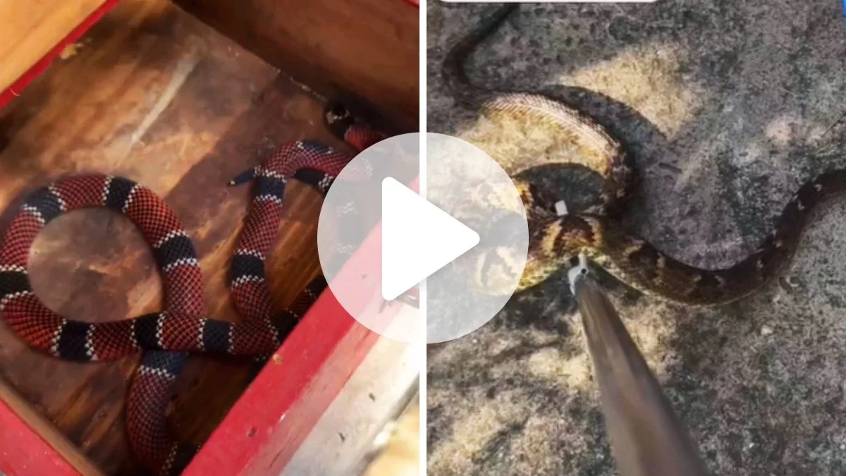 Duas das cobras mais perigosas do Brasil são resgatadas em SC e biólogo revela ‘mais de 30 casos’