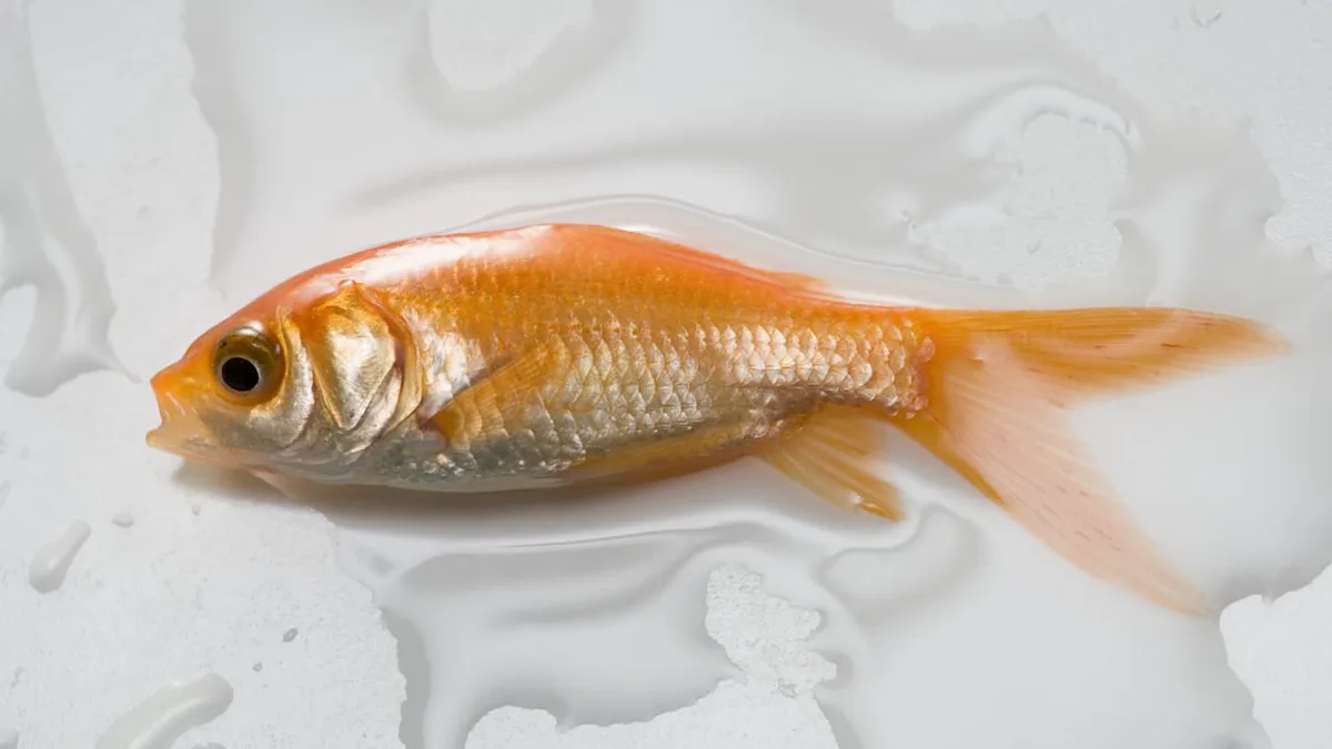 An Land - Können Fische längere Zeit ohne Wasser überleben?