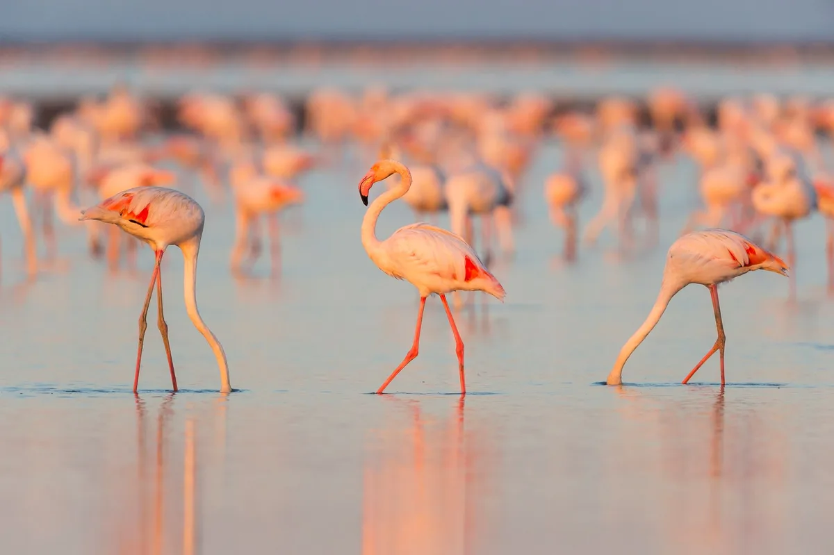 COP17 Biodiversité d’Erevan : les enjeux d’une conférence à mi-course des objectifs pour 2030