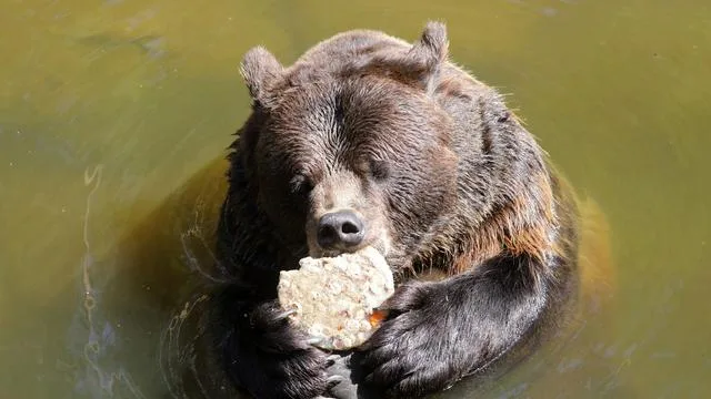 Wildpark-MV: Braunbär Fred im Wildpark-MV gestorben