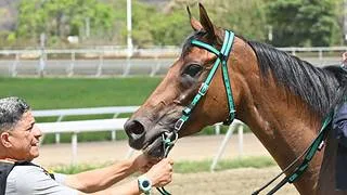 Los números y factores que rodean a Mother Carmen en el Clásico Sprinters Yeguas en La Rinconada